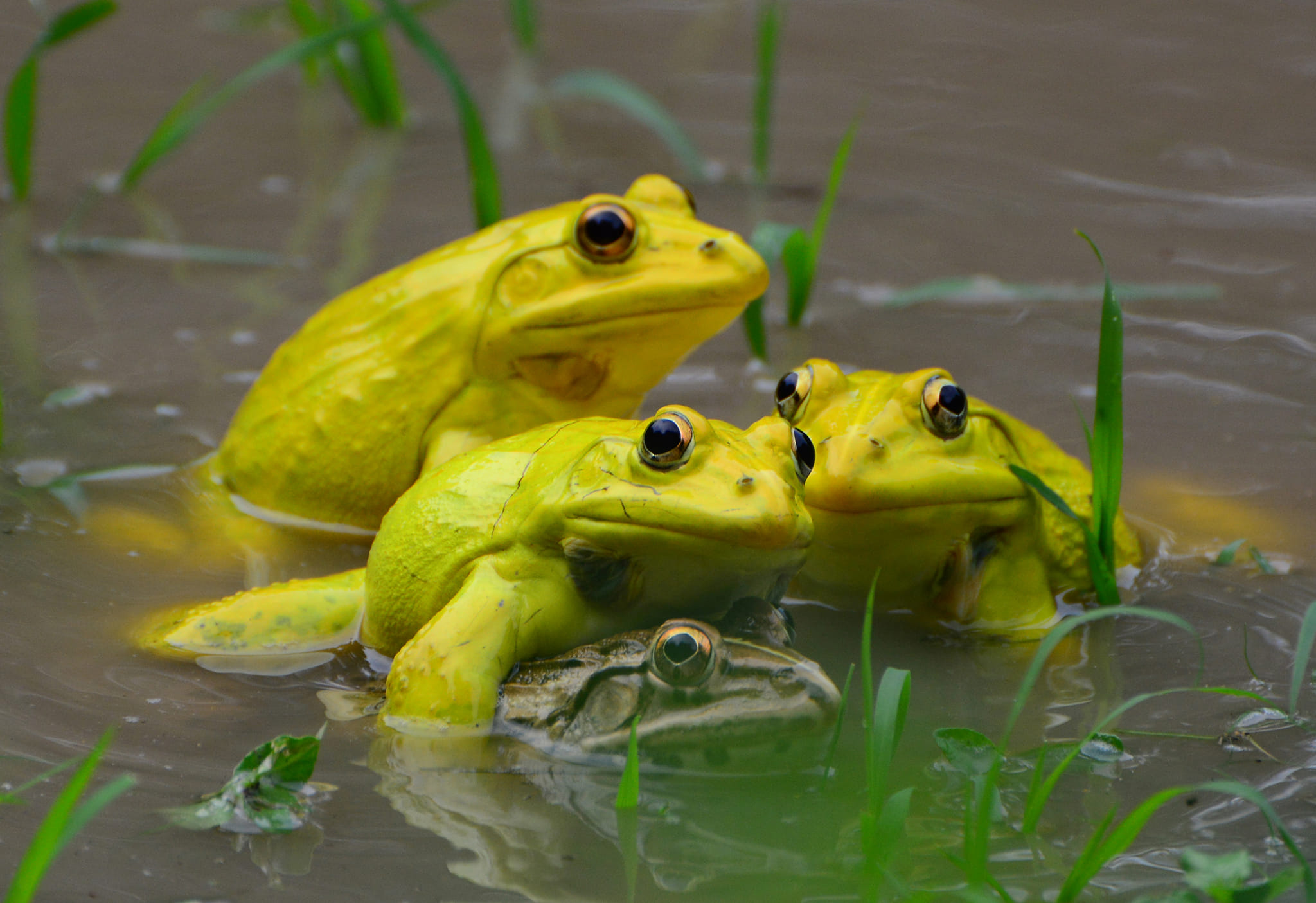 ভরা বর্ষা