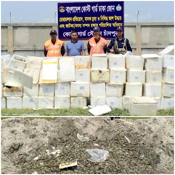 ১৩৫০ কেজি বিষাক্ত জেলিযুক্ত চিংড়ি জব্দ