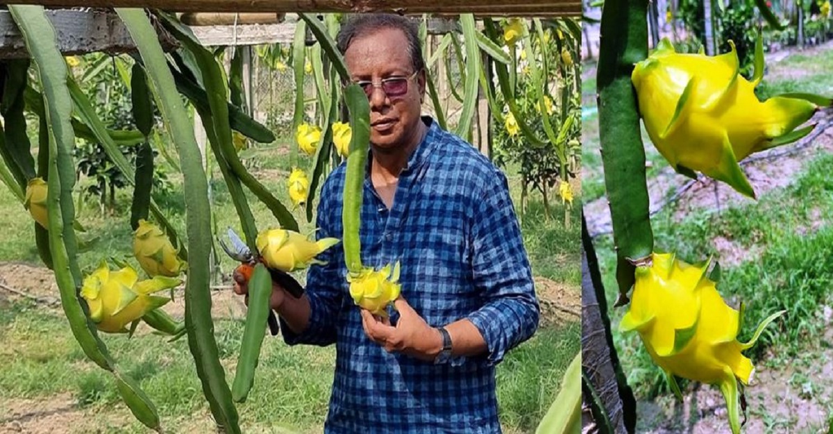 চাঁদপুরে দুর্লভ নতুন হলুদ ড্রাগন চাষ সাড়া ফেলেছে
