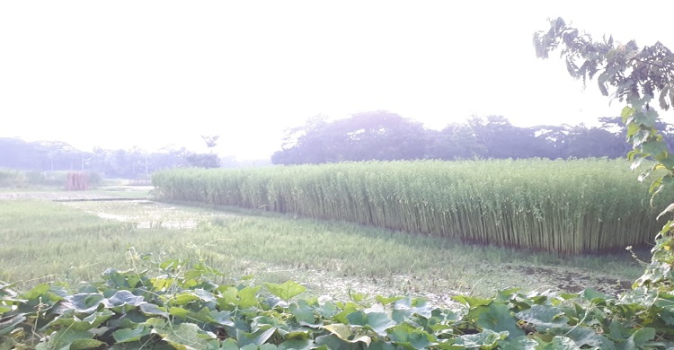 ফরিদগঞ্জে ভরা বর্ষায়ও পানির অভাব, পাট জাগ দিতে পারছেন না চাষিরা