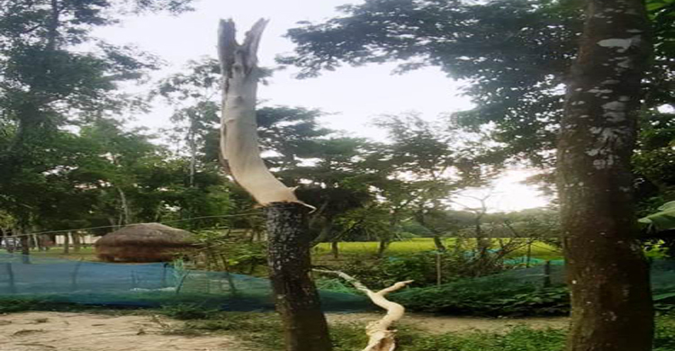 কচুয়ায় বজ্রপাতে দুই বোন আহত