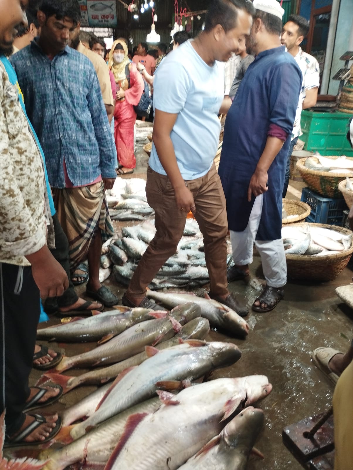 চাঁদপুরে জেলের জালে ধরা পড়ছে নদীর বড় বড় পাঙ্গাশ