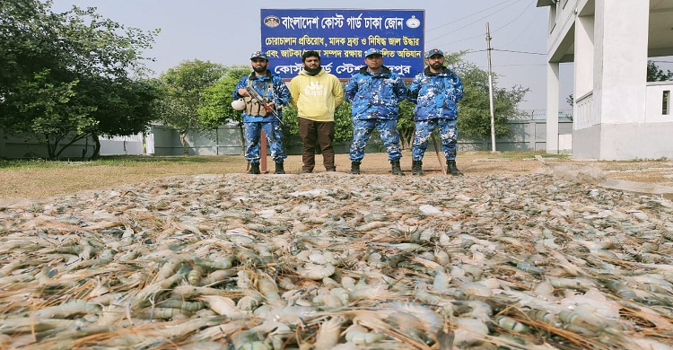 চাঁদপুরে কোস্ট গার্ডের অভিযানে ১০২০ কেজি জেলি পুশকৃত চিংড়ী জব্দ