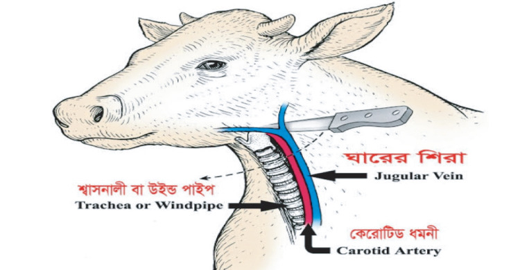 কোরবানির পশু জবাই করার নিয়ম