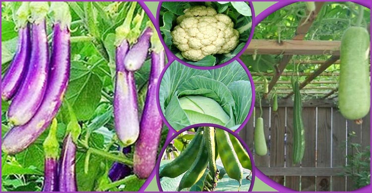 আশ্বিন মাসে সবজি চাষ  