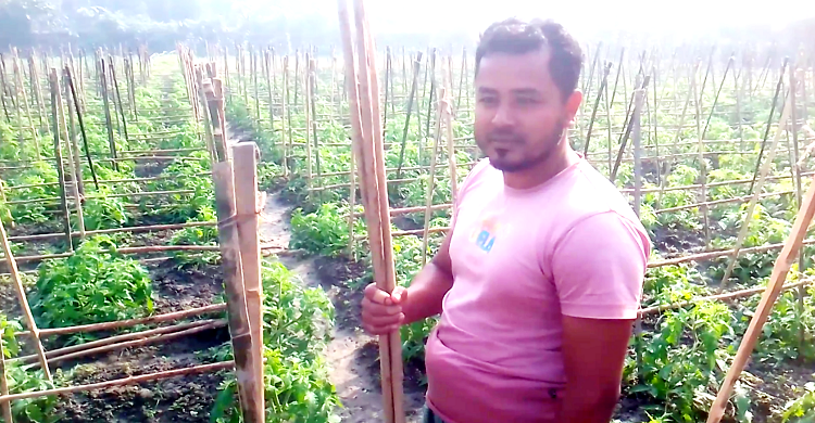 ‘রতন প্লাস’ জাতের টমেটো চাষে কৃষকের মুখে হাসি