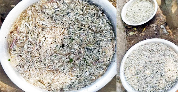 নদীতে মাছের প্রাচুর্য নিশ্চিতে পোনা নিধন বন্ধ করুন
