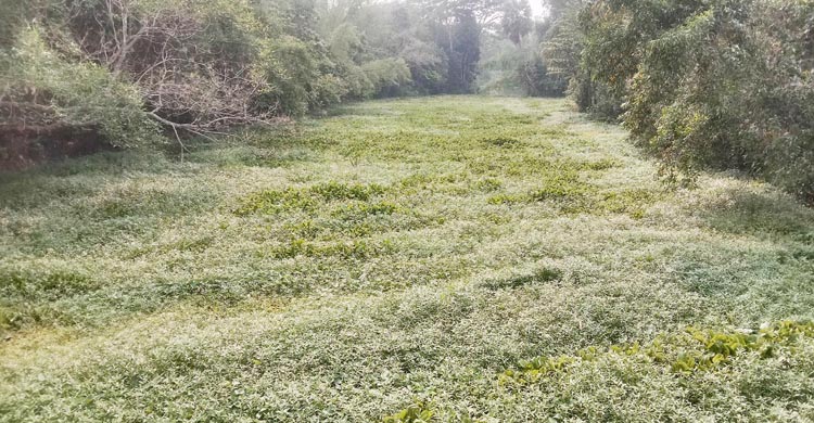 সিআইপি বেড়িবাঁধের খালে কচুরিপানা পরিষ্কারের নামে অর্থ আত্মসাৎ