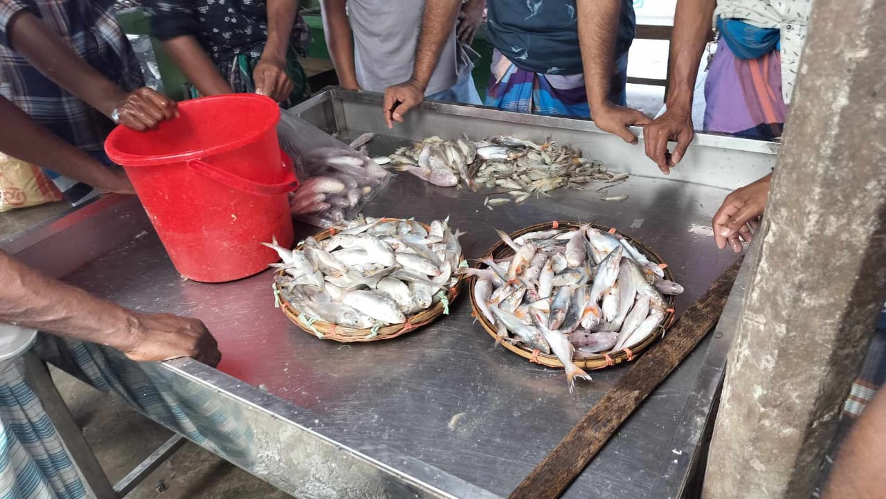 হাইমচর চরভৈরবী মাছের আড়তে প্রকাশ্যে জাটকা ও পাঙ্গাশের পোনা বিক্রি