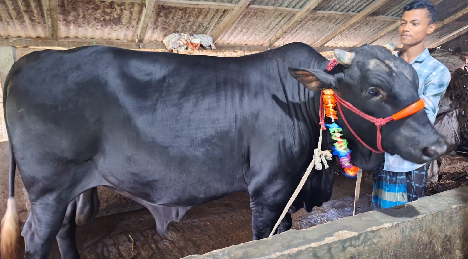 সুলতানের দাম হাঁকা হচ্ছে ৮ লাখ টাকা