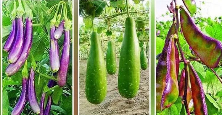 ভাদ্র মাসে চাষ করতে পারেন যেসব শাক-সবজি
