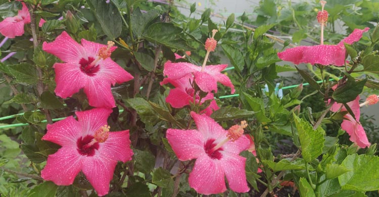 নিউইয়র্কে প্রফেসর ড. অরুন চন্দ্র পালের বাগান
