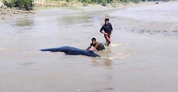 নোয়াখালীর ডুবোচরে ভেসে এলো বিশালাকৃতির তিমি