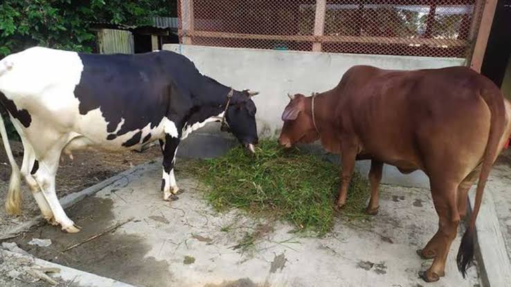 গরু চোর ওবায়দুল্লা হাতেনাতে আবারও ধরা পড়ছে?