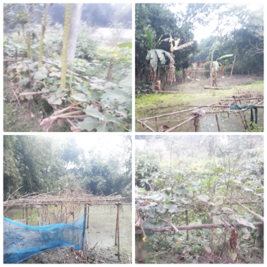 শ্রীনগরে তীব্র শীত ও কুয়াশায় সবজি নষ্টের শঙ্কায়