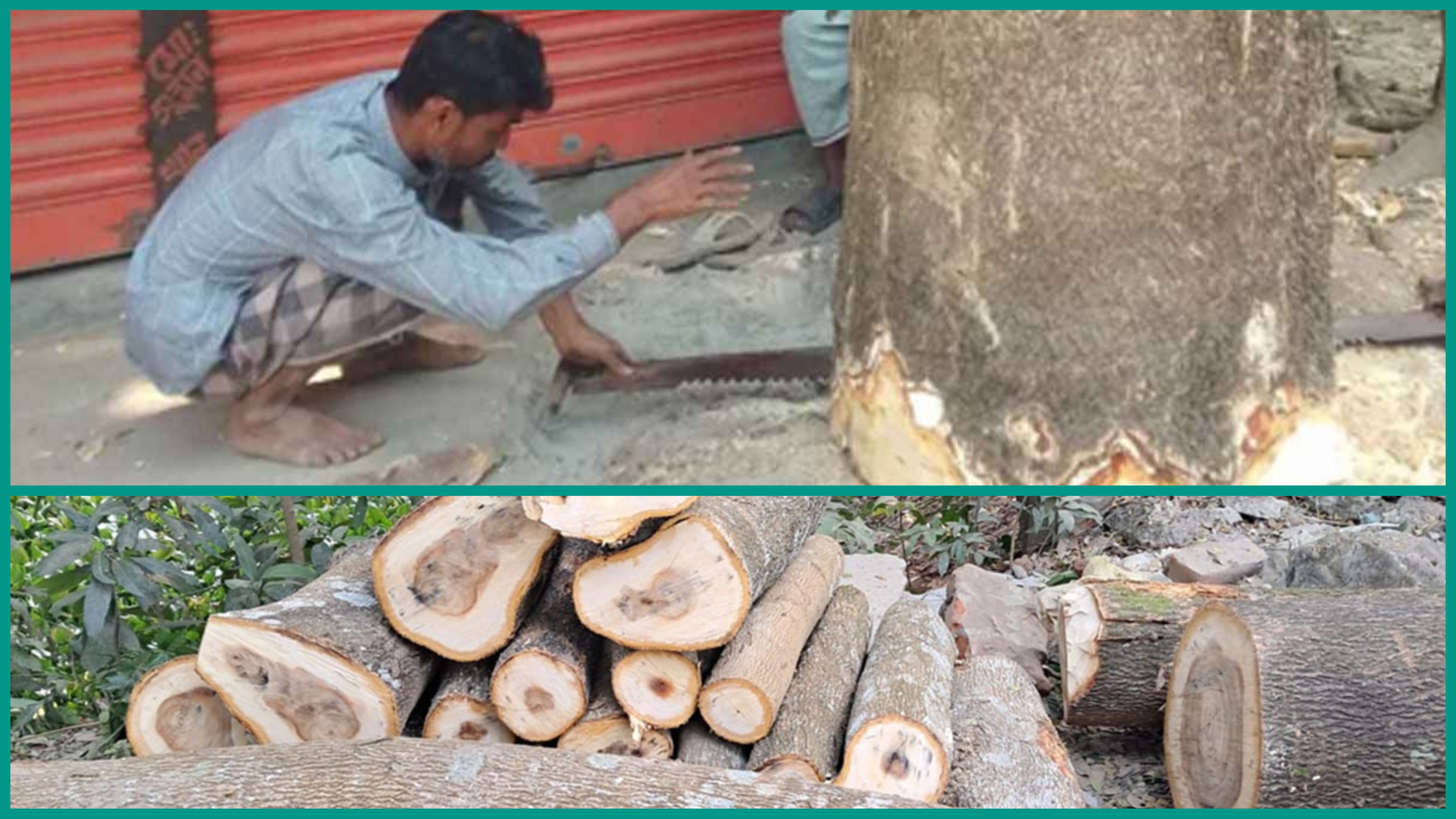 সরকারি গাছ কেটে বেকায়দায় লোকমান