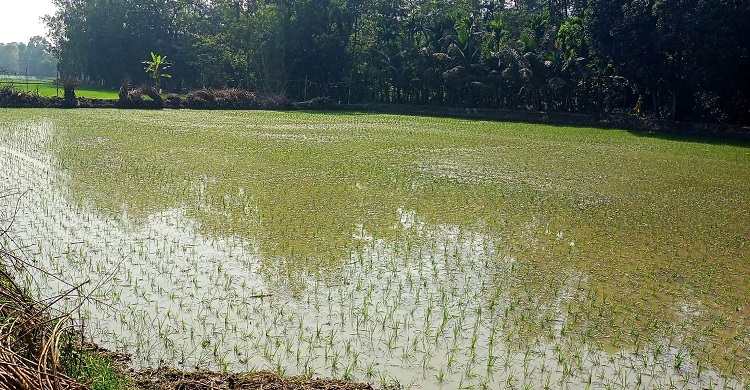 কচুয়ায় জোরপূর্বক জমি দখলের অভিযোগ