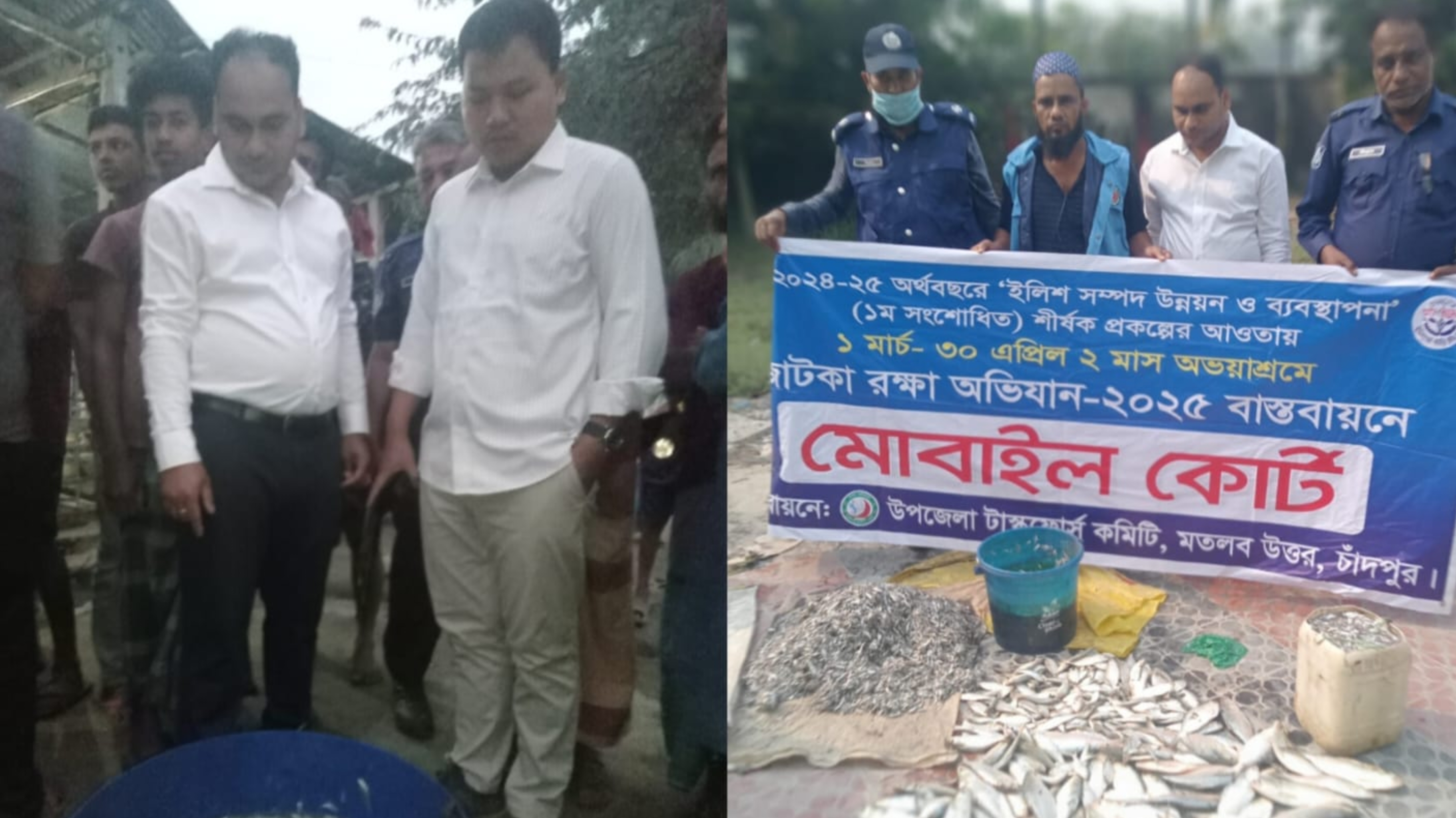 মতলব উত্তরে বাজার ও মৎস্য আড়তে অভিযানে জাটকা ইলিশ আটক