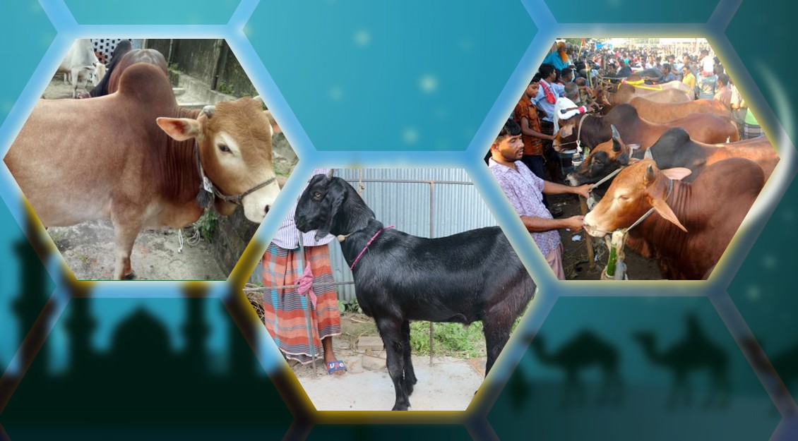 ঈদুল আযহায় চাহিদার তুলনায় জেলায় গবাদিপশু সংকট