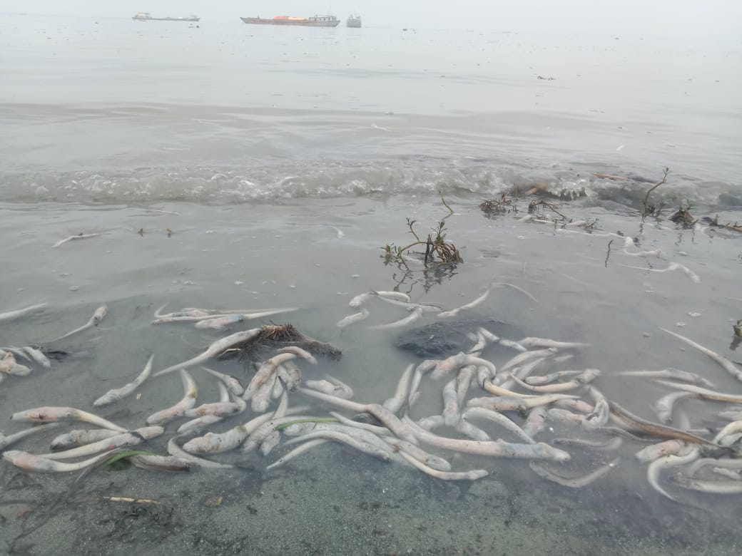 মতলব উত্তরে মেঘনা নদীতে আবারো ভেসে উঠছে মরা মাছ