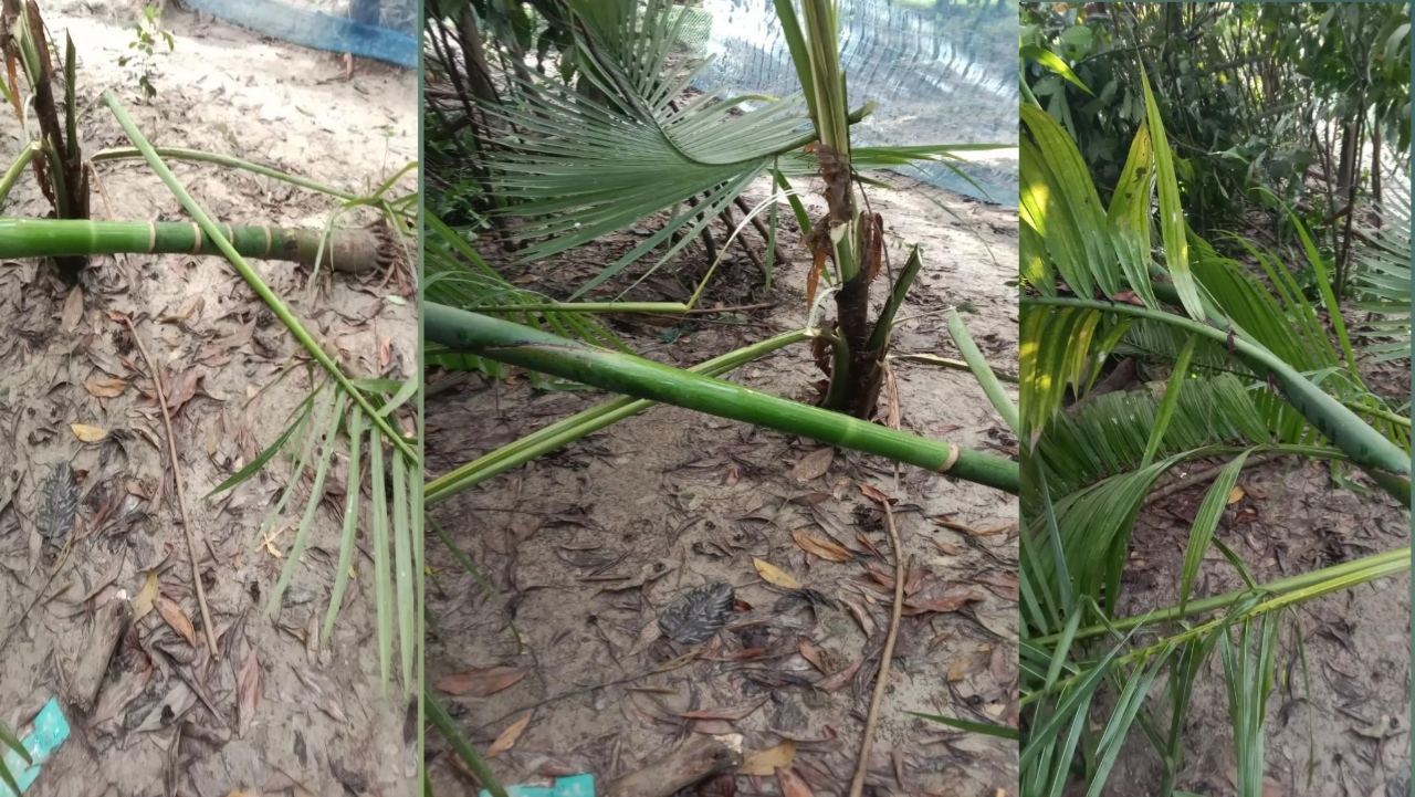 শাহরাস্তির বলশিদে সনাতন ধর্মাবলম্বীদের সম্পত্তি দখলের পাঁয়তারা