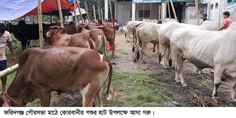 পশুর ঘাটতি নিয়েই ফরিদগঞ্জে শুরু হয়েছে কোরবানির হাট
