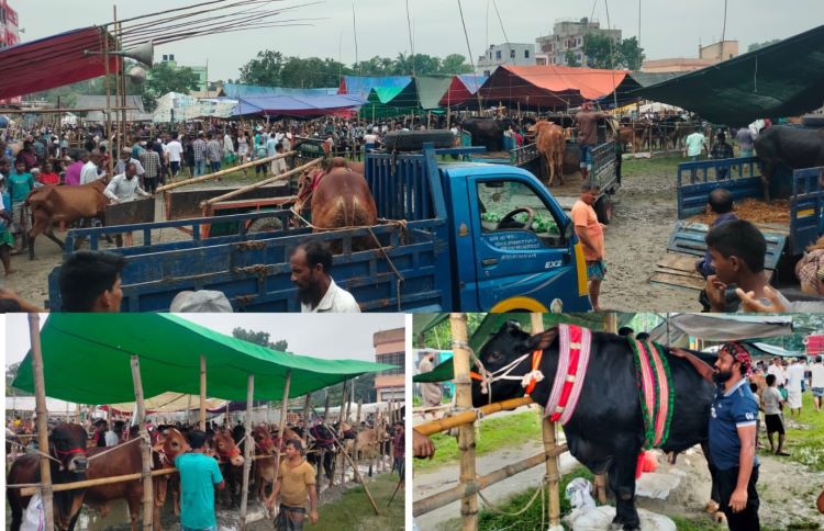 মতলব উত্তরে জমে উঠতে শুরু করেছে কোরবানির পশুর হাট