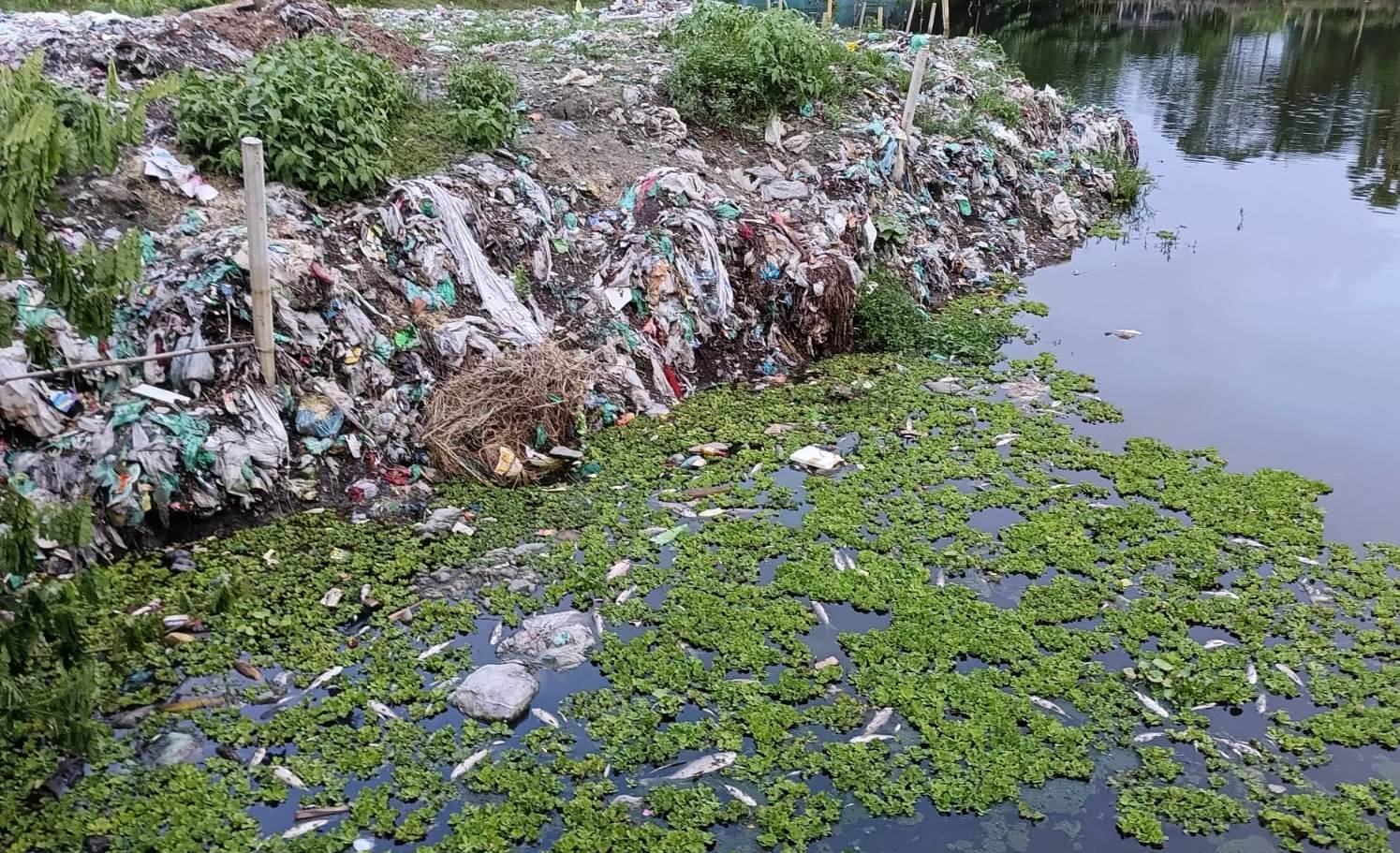 বর্জ্যের বিষক্রিয়ায় শাহরাস্তিতে দিঘিতে ভেসে উঠছে মরা মাছ