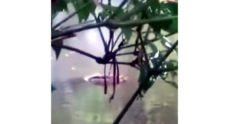 লাকড়ির ঘর থেকে পুকুরে পড়লো কুমির, এলাকায় তোলপাড়