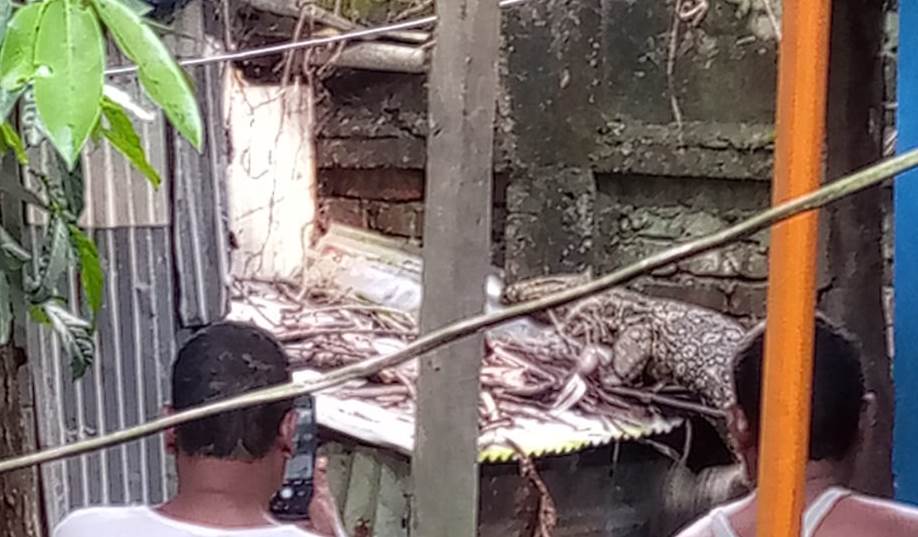 গুইসাপ ভাসছিল পুকুরে, কুমির গুজবে তোলপাড়