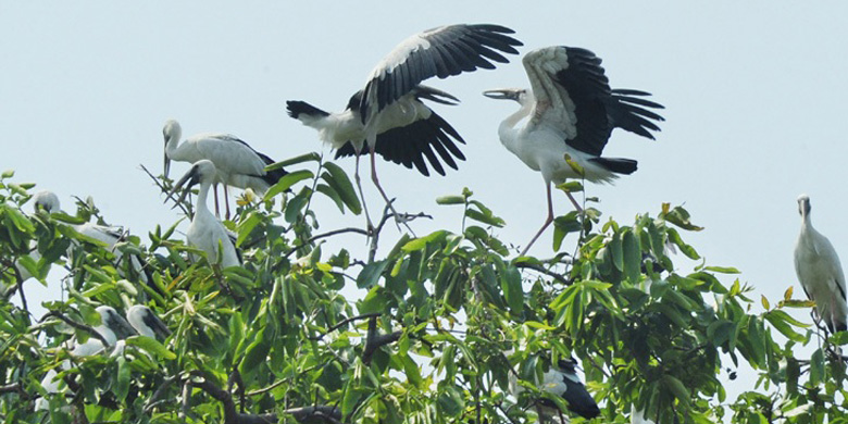 রাতুল ও মতি
