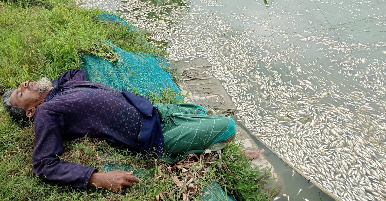 কচুয়ায় রাতের আঁধারে পুকুরে বিষ প্রয়োগের অভিযোগ