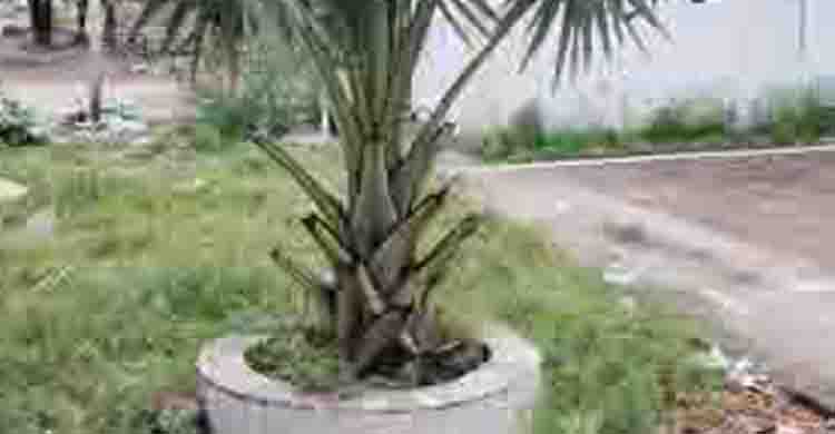 পরিবেশ সচেতনতায় ব্যতিক্রমী উদ্যোগ