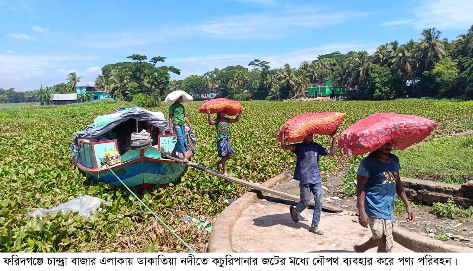 কচুরিপানা মুক্ত পানিতে স্বস্তি ফিরবে ডাকাতিয়া পাড়ের মানুষের
