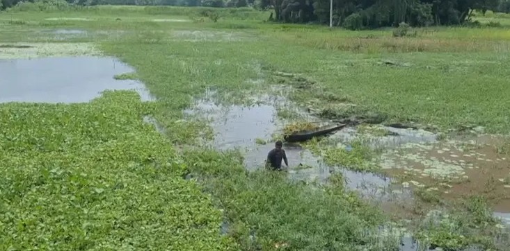 চাঁদপুরে জলাবদ্ধতায় অনাবাদি ১৯ হাজার হেক্টর জমি, বছরে ক্ষতি ২৮৫ কোটি টাকা