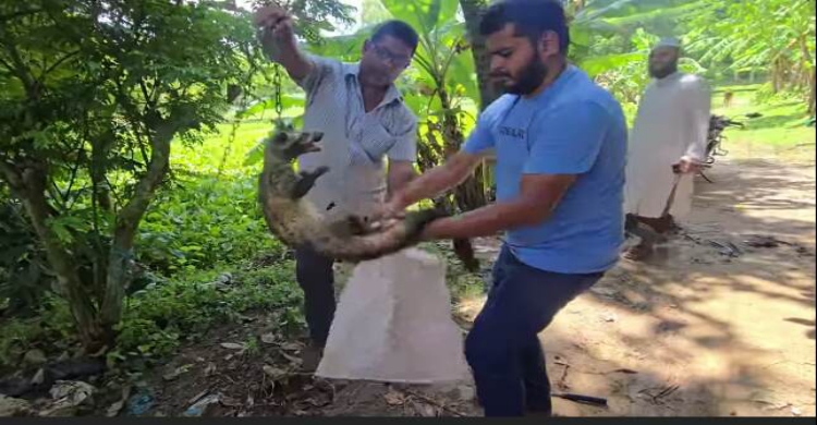 শ্রীমঙ্গলে লোকালয় থেকে গন্ধগোকুল উদ্ধার