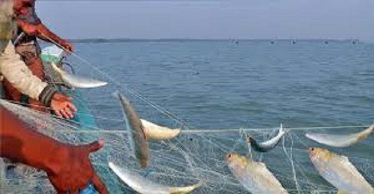 আজ থেকে ২২ দিন মা ইলিশ রক্ষা অভিযান