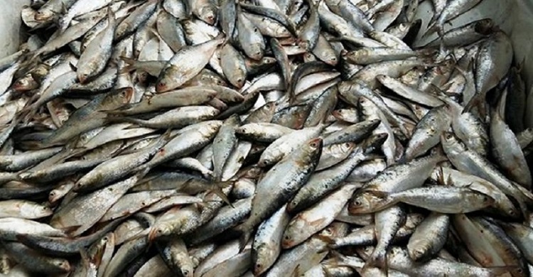 এবার শুরু জাটকা ইলিশ শিকারের ওপর ৮ মাসের নিষেধাজ্ঞা