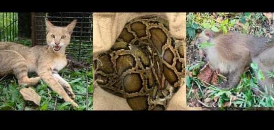 শ্রীমঙ্গলে এক সপ্তাহে লোকালয় থেকে ৪ বন্যপ্রাণী উদ্ধার