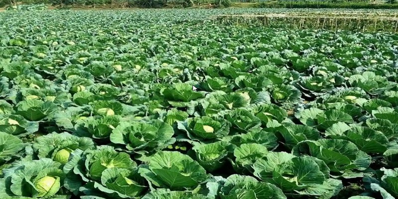 চাঁদপুর জেলায় শীতকালীন সবজি উৎপাদন প্রায় ১ লাখ মেট্রিক টন