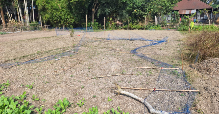 চাচার ফসল নষ্ট করে ভাতিজার কলা গাছ রোপণ