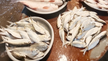 চাঁদপুরে বড় ইলিশের সংকট, বাজার ভরছে ৯০ ভাগ ছোট ইলিশে