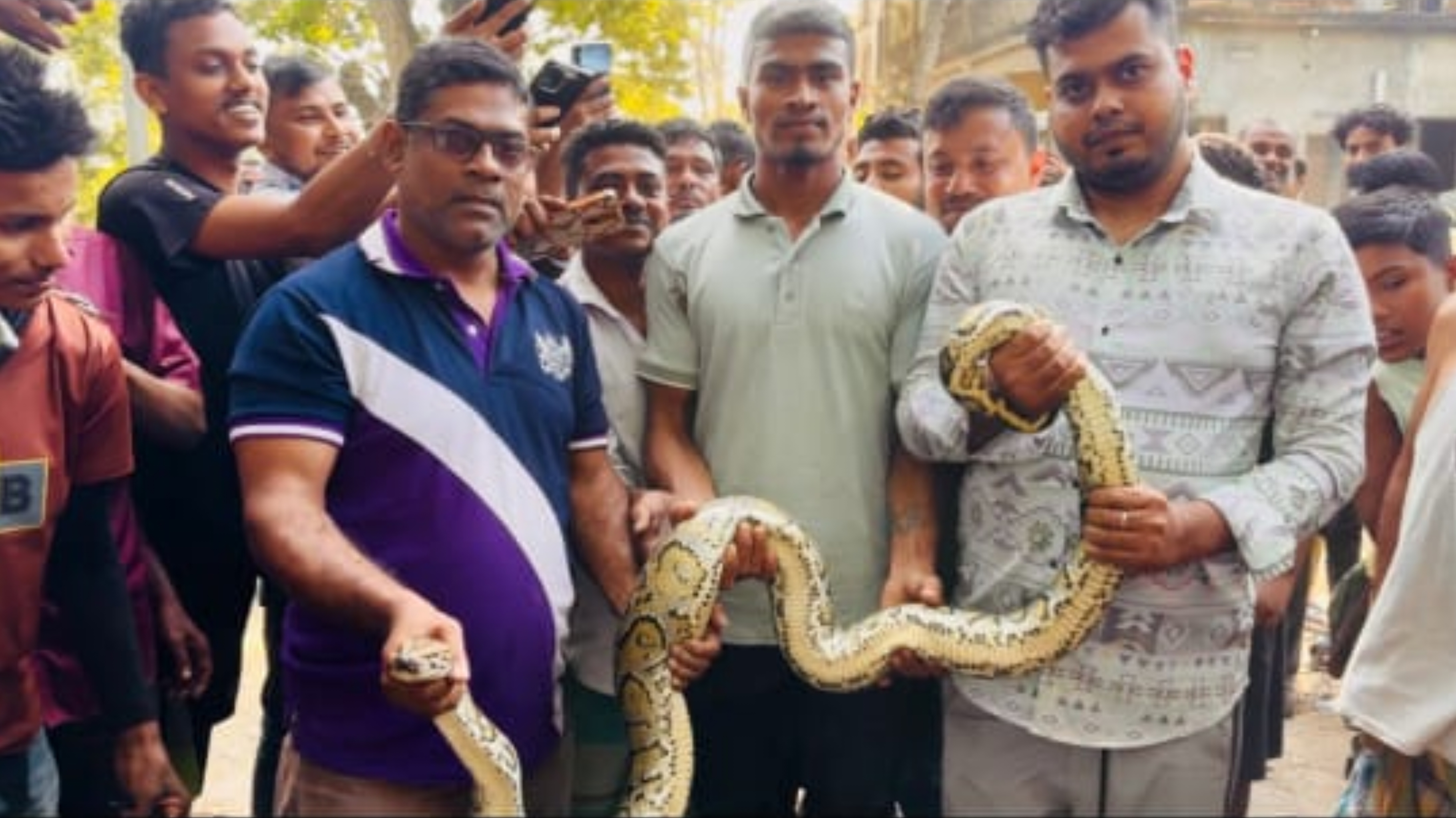 গাছের ডালে ঝুলছিল অজগর, অক্ষত অবস্থায় উদ্ধার