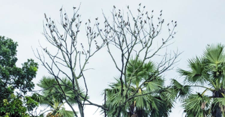 নীলু আর সাহসের আলো