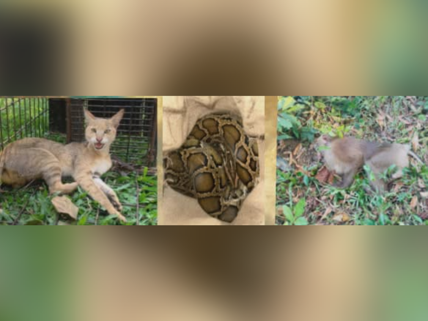 শ্রীমঙ্গলে এক বছরে লোকালয় থেকে উদ্ধারের পর বনাঞ্চলে ফিরেছে ৬৭ বন্যপ্রাণী