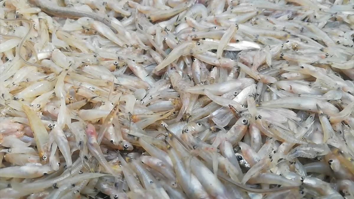 জেলা, সদর ও হাইমচরের মৎস্য বিভাগ এবং নৌপুলিশ প্রশ্নবিদ্ধ