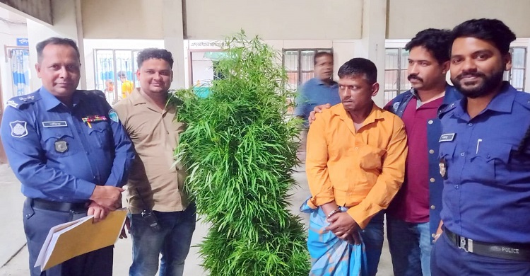 ২৫টি গাঁজা গাছসহ চাষী আটক