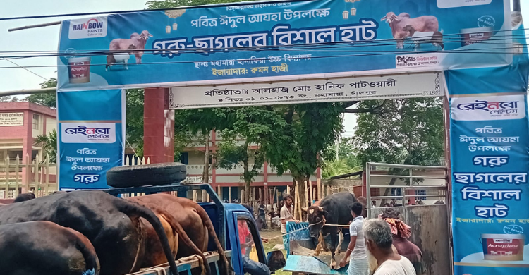 মহামায়া হানাফিয়া উবি মাঠে জমে উঠেছে কোরবানির পশুর হাট