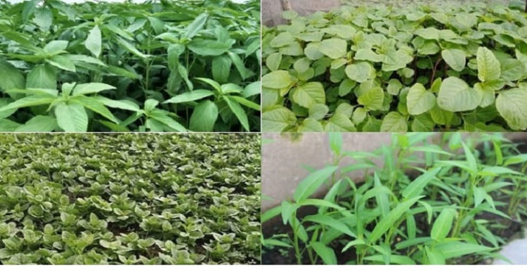 কৃষক-কৃষাণীরা বর্ষাকালে যেসব শাক চাষ করবেন