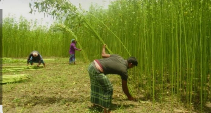 ন্যায্যমূল্য নিয়ে শঙ্কায় কৃষক